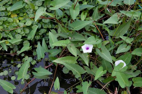 夏雨种苗—水蕹菜—原生种