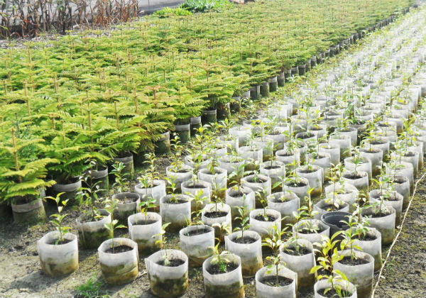 夏雨種苗(青璟園藝)移植袋、美植袋