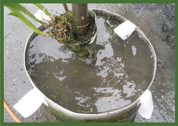 夏雨種苗(青璟園藝)移植袋、美植袋