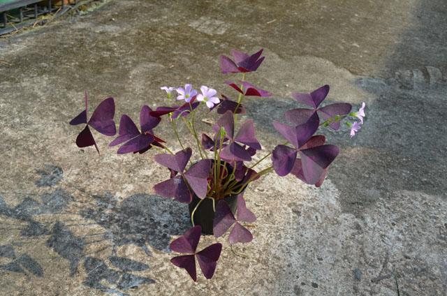 夏雨種苗—紫葉醡醬草