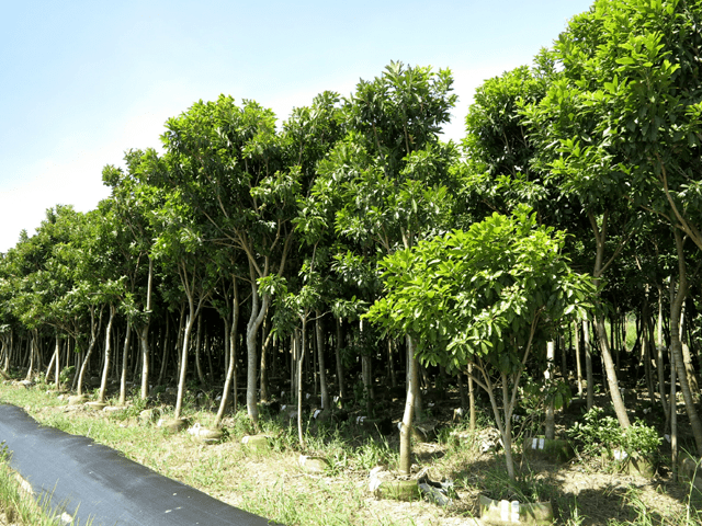 夏雨種苗—台灣梭羅木