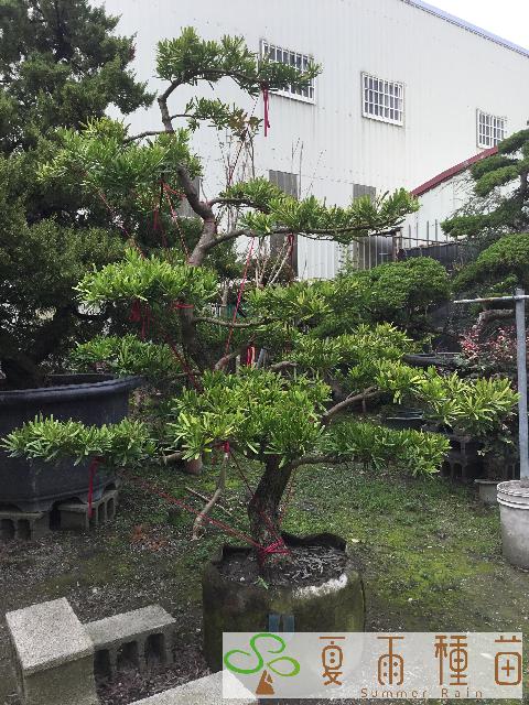 夏雨種苗—蘭嶼羅漢松