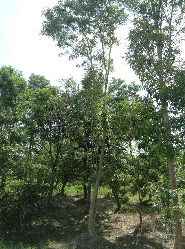 夏雨種苗—光臘樹