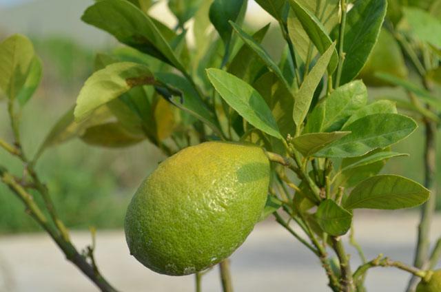夏雨種苗—香橙檸檬