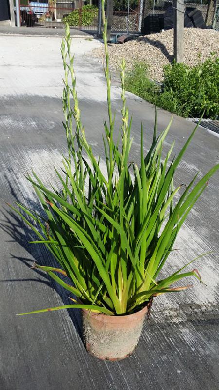 水生植物—夏雨种苗