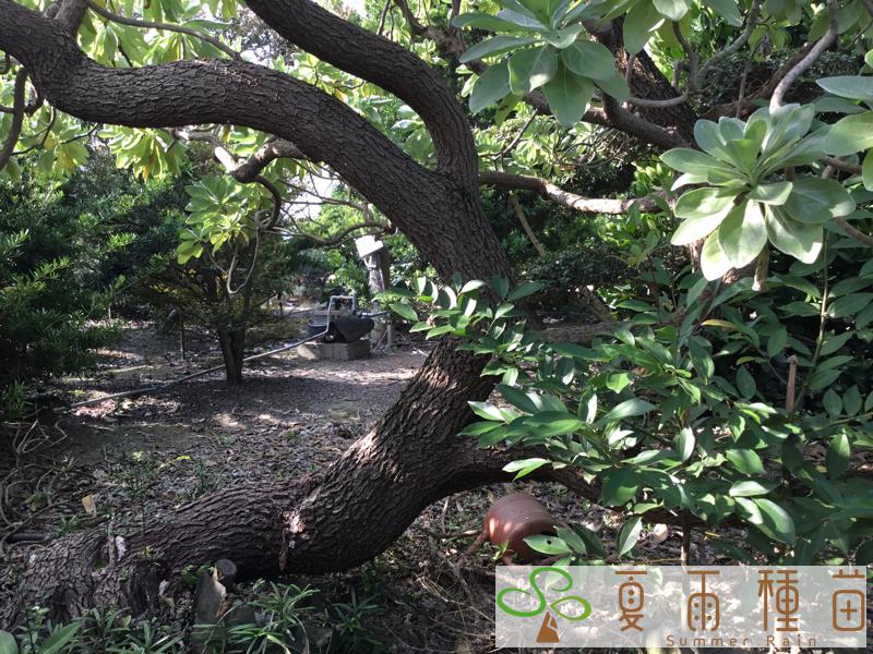 夏雨種苗—白水木